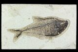4.9" Fossil Fish (Diplomystus) - Green River Formation - #129600-1